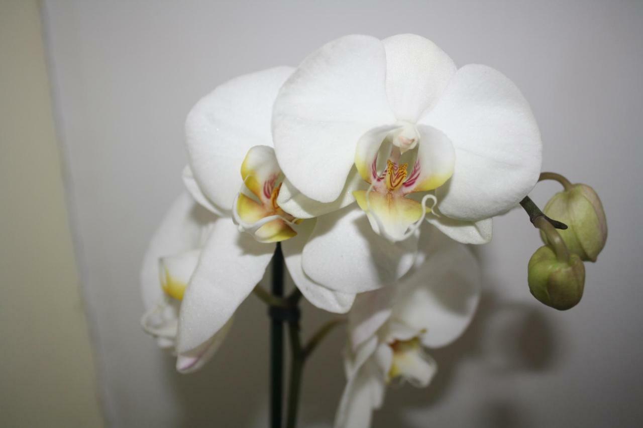 Orchid Cottage Gorges  Екстериор снимка